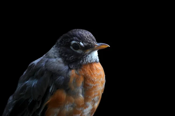 Starý pták robin — Stock fotografie