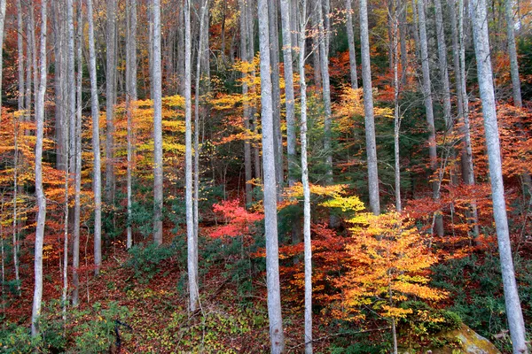 Arbustos de otoño — Foto de Stock