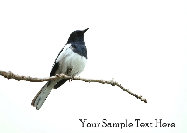 Australian butcher bird full — Stock Photo, Image