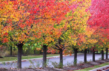 satır bir sonbahar ağaç