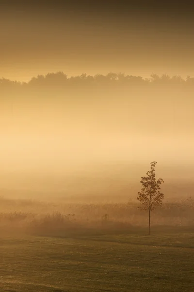 Nebliger Morgen — Stockfoto