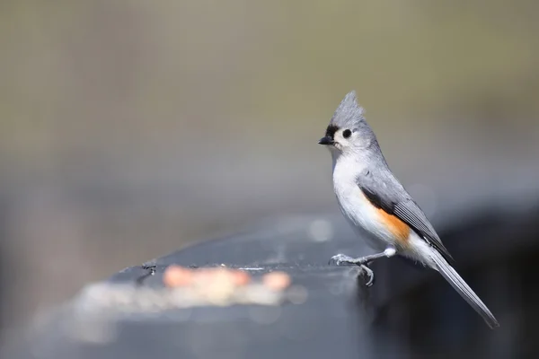 Tufted Titmouse — Stock Photo, Image