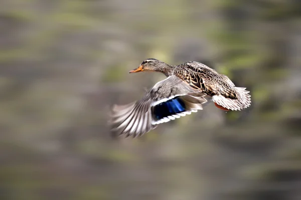 Маллардская утка — стоковое фото