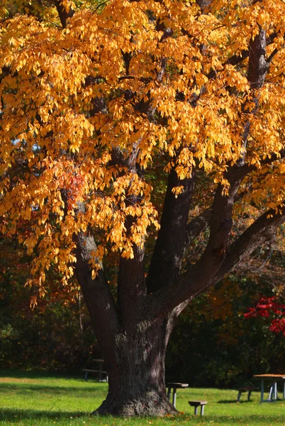 Herfst boom — Stockfoto