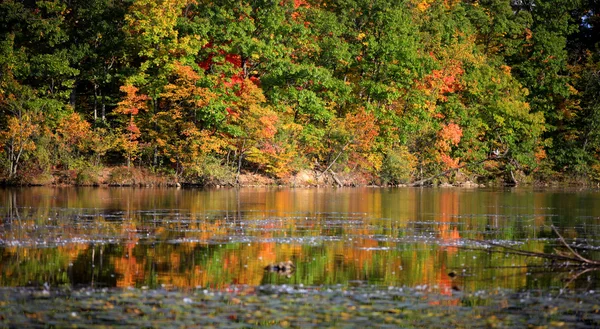 Färgglada träd reflektioner — Stockfoto