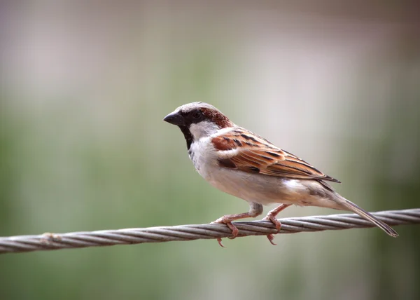 Huismus — Stockfoto