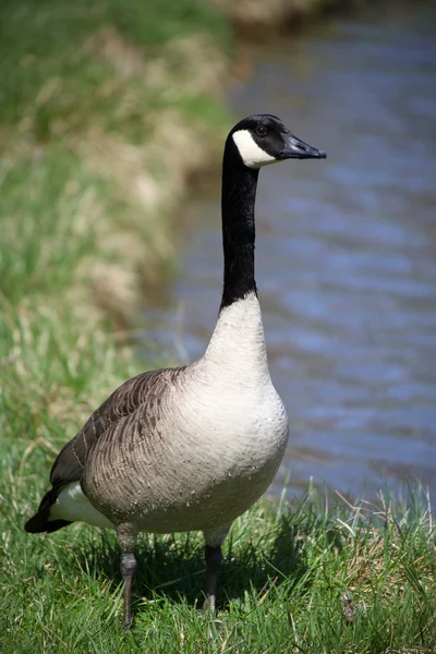 Wild goose — Stock Photo, Image