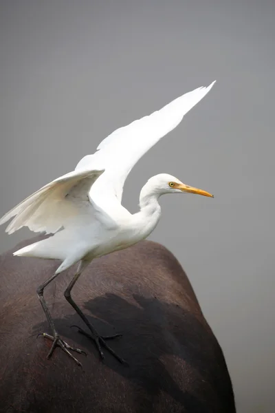 Reiher auf dem Büffel — Stockfoto