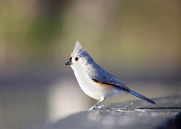 Pássaro Titmouse adornado — Fotografia de Stock