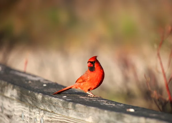 Uccello cardinale maschio — Foto Stock