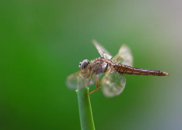 Libellula — Foto Stock