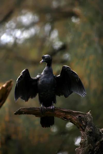 Cormorán indio — Foto de Stock