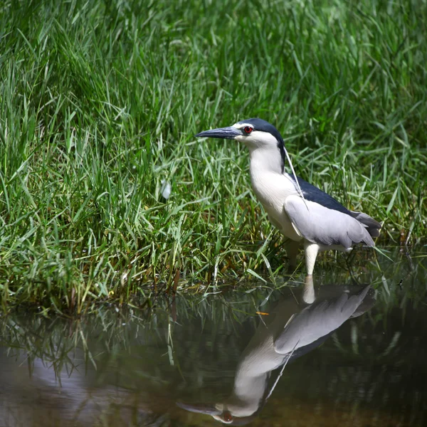 Small Grey Heron in the pond — Stock Photo, Image