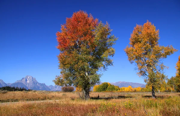 Két magas őszi fák — Stock Fotó