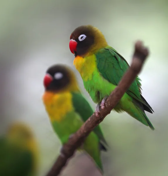 Inseparable de cuello amarillo — Foto de Stock