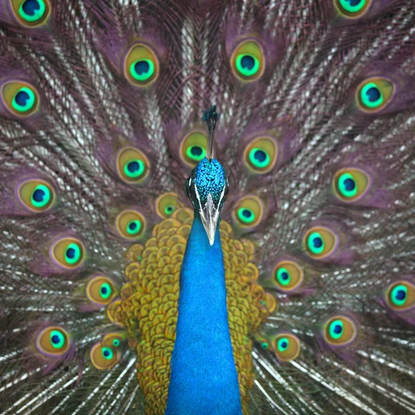 Pfau — Stockfoto