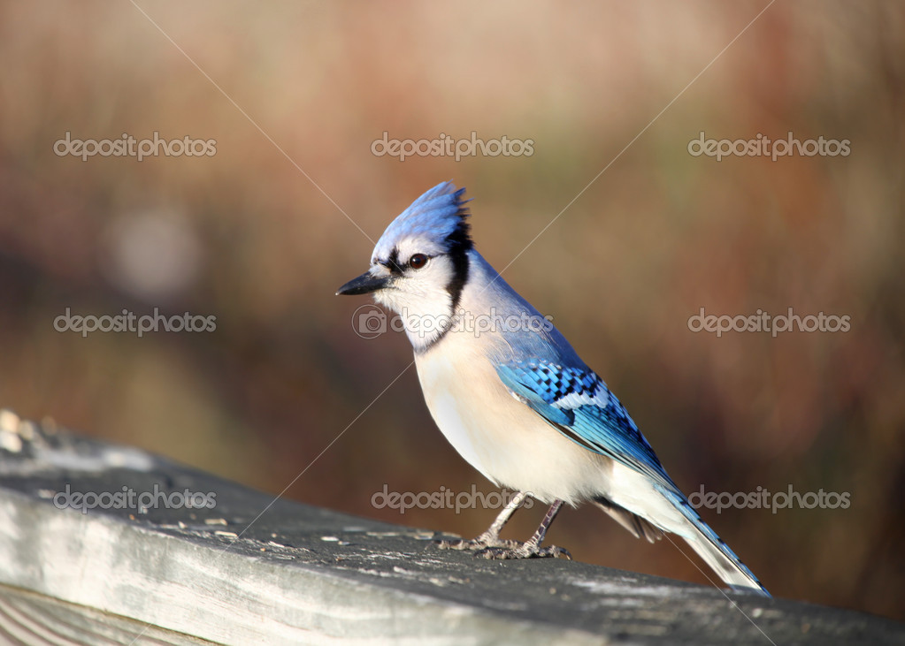 Oiseau Geai Bleu Photographie Snehitdesign 14396875