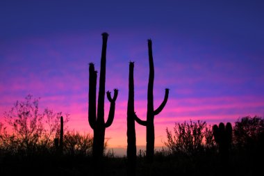 saguaro kaktüsü