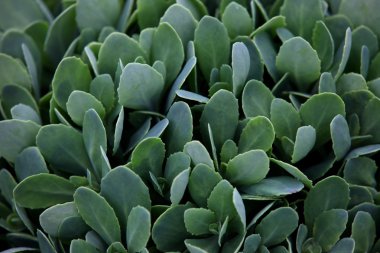 etli bitki arka plan