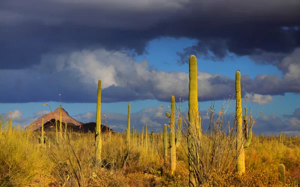 Saguaro Ulusal Parkı — Stok fotoğraf