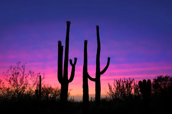 Saguaro Kaktus — Zdjęcie stockowe