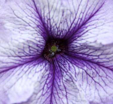 Purple flower clipart