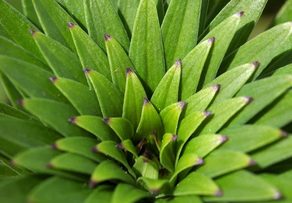 Tiger Lily plant — Stock Photo, Image