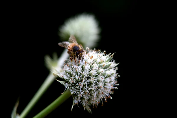 Μέλισσα στο λουλούδι πικραλίδα — Φωτογραφία Αρχείου
