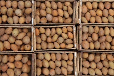 Sapota