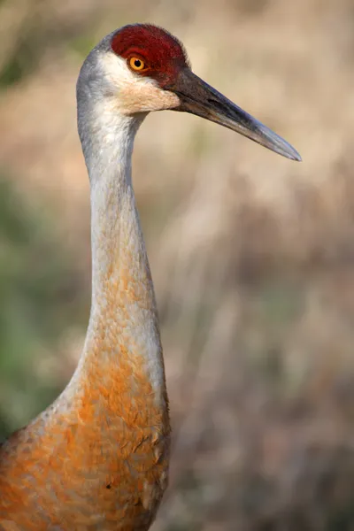 Grúa de arena — Foto de Stock