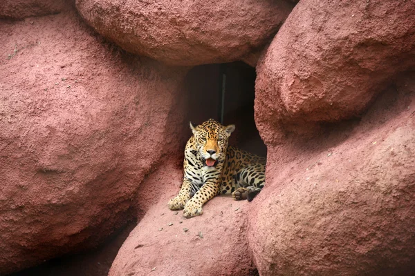 Bengalisk tiger i grottan — Stockfoto