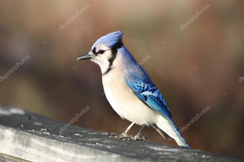 Blue Jay Bird Stock Photo Image By C Snehitdesign 16042495