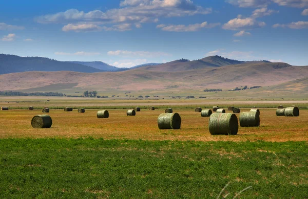 Farm scene — Stock Photo, Image