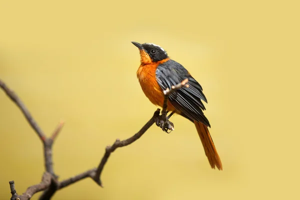 Robin ptáček na větvi stromu — Stock fotografie