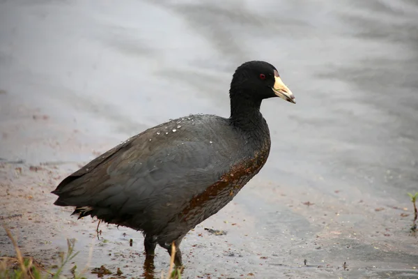 Loon garganta preta — Fotografia de Stock