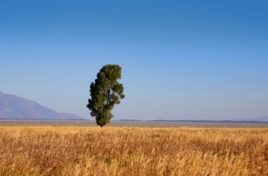 tek uzun boylu ağaç