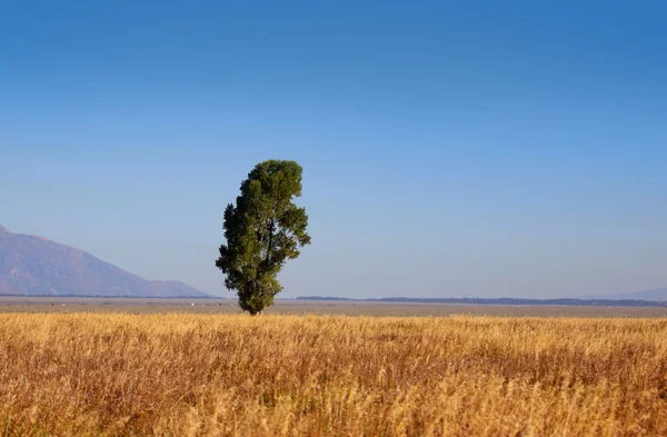 tek uzun boylu ağaç
