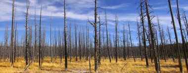 Yanık ağaç manzara