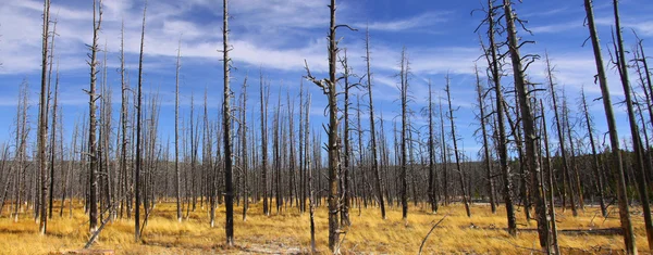 Spalonego drzewa krajobraz — Zdjęcie stockowe