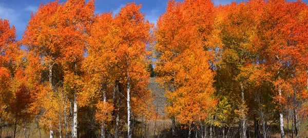 Осенняя панорама — стоковое фото