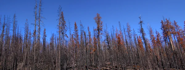 Burnt trees panorama — Stock Photo, Image