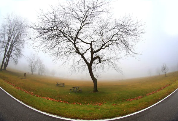 Nebelige Landschaft — Stockfoto