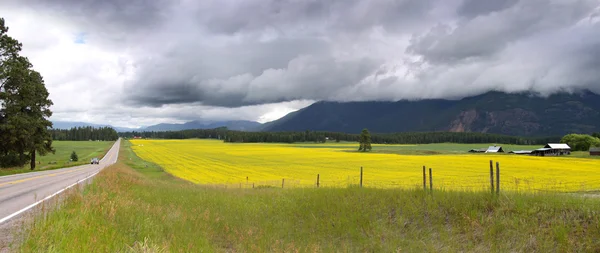 Rapeseed fields — Stock Photo, Image