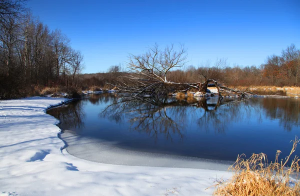 Зимний пруд — стоковое фото
