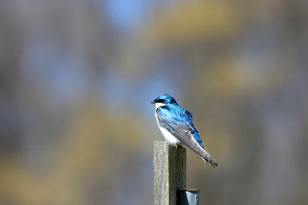 Tree swallow — Stock Photo, Image