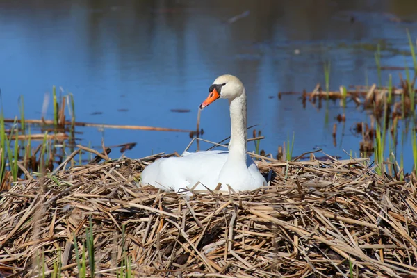 Schwan — Stockfoto