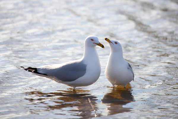 Fågel kärlek — Stockfoto