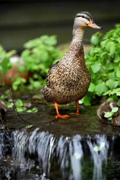 Pato e pequena queda de água — Fotografia de Stock