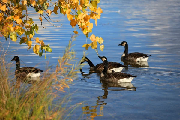 Geese in the lake — Stock Photo, Image