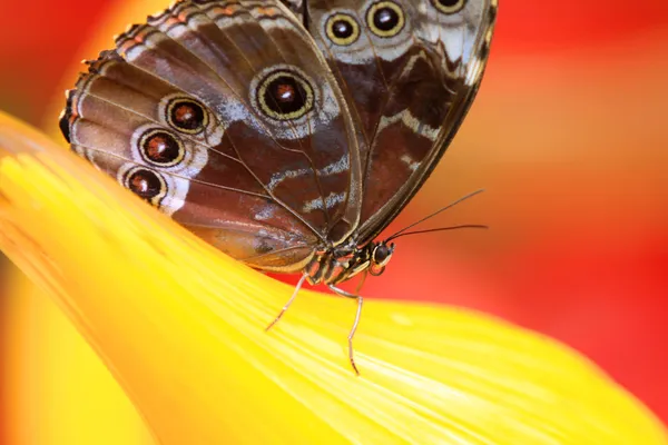 Schmetterlingsfliegen — Stockfoto